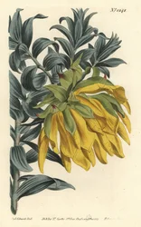 Cabeza inclinada naranja o dalia de montaña, Liparia splendens (Liparia de hojas de Ruscus, Liparia sphaerica). Grabado en cobre coloreado a mano de F. Sansom Jr. después de una ilustración de Sydenham Edwards del Botanical Magazine de William Curtis, T. C