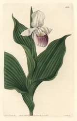 Orquídea, Cypripede Real, del Registro Botánico