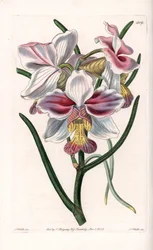Orquídea: Vanda variedad, especie epífita de Asia