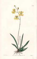 Orquídea: variedad Tolumnia guianensis, endémica de Haití y Santo Domingo - Placa grabada por S. Watts, de una ilustración de Sarah Anne Drake (1803-1857), del Botanical Register de Sydenham Edwards (1768-1819), Inglaterra