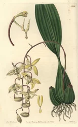 Variedad de Orquídea Cirrhaea - del Registro Botánico