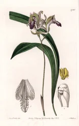 Orquídea: Variedad de Bletia de América - Placa grabada por S. Watts, de una ilustración de Sarah Anne Drake (1803-1857), del Registro Botánico de Sydenham Edwards (1768-1819), Inglaterra