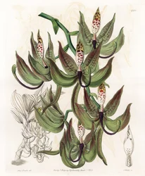 Orquídea: Variedad de Cycnoche, del Registro Botánico de Sydenham Edwards