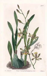 Orquídea: epidendro delgado - Placa grabada por S.Watts, de una ilustración de Sarah Anne Drake, del Registro Botánico de Sydenham Edwards