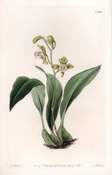 Orquídea maxilar en racimos - Placa grabada por S. Watts, de una ilustración de Sarah Anne Drake (1803-1857), del Registro Botánico de Sydenham Edwards (1768-1819), Inglaterra