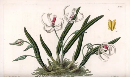 Orquídea: variedad en miniatura de leptotes