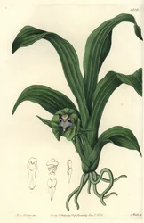 Orquídea Pabstia viridis