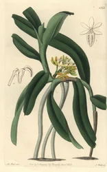 Orquídea variedad Saccolabium, del Registro Botánico de Sydenham Edwards