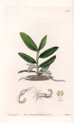 Orquídea: variete de camphylocentrum - Placa grabada por S. Watts, de una ilustración de Sarah Anne Drake (1803-1857), del Registro Botánico de Sydenham Edwards (1768-1819), Inglaterra