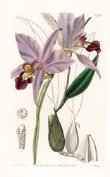 Orquídea: variedad de laelia - Placa grabada por S. Watts, de una ilustración de Sarah Anne Drake (1803-1857), del Botanical Register de Sydenham Edwards (1768-1819), Inglaterra