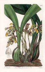 Orquídea: variedad de maxillaria, nativa de Sudamérica - Placa grabada por S.Watts, basada en una ilustración de Sarah Anne Drake, del Registro Botánico de Sydenham Edwards