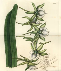Orquídea Angraecum eburneum, del Botanical Register de Sydenham Edwards