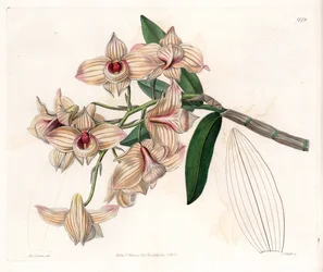 Orquídea: variedad de Dendrobium - Placa grabada por S.Watts, de una ilustración de Sarah Anne Drake, del Registro Botánico de Sydenham Edwards