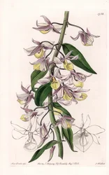 Orquídea: variedad de Dendrobium, nativa de Asia - Placa grabada por S. Watts, de una ilustración de Sarah Anne Drake, del Registro Botánico de Sydenham Edwards