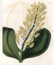 Orquídea: variedad de dendrobium de Australia - Placa grabada por S.Watts, de una ilustración de Sarah Anne Drake, del Botanical Register de Sydenham Edwards