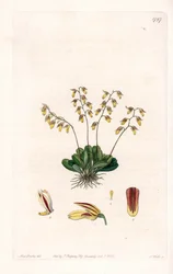 Orquídea: variedad de epidendro - Placa grabada por S. Watts, de una ilustración de Sarah Anne Drake (1803-1857), del Registro Botánico de Sydenham Edwards (1768-1819), Inglaterra