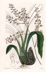 Orquídea: variedad de eulophia - Placa grabada por S. Watts, de una ilustración de Sarah Anne Drake (1803-1857), del Botanical Register de Sydenham Edwards (1768-1819), Inglaterra