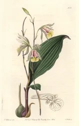Orquídea, Bletia Americana - del Registro Botánico