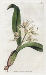 Orquídea epidendrum fragfumee - Litografía de Sydenham Edwards, placa del Botanical Magazine de William Curtis