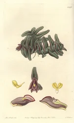 Orquídea epidendrum de América Central, del Botanical Register de Sydenham Edwards