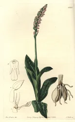 Orquídea Neotinea maculata, del Botanical Register de Sydenham Edwards