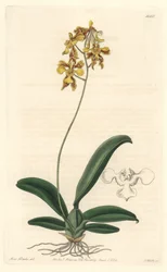 Orquídea oncidium amarilla, nativa de Brasil