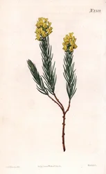 Aspalathus de espiga ovalada, Aspalathus callosa