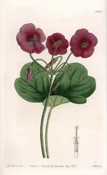 Oxalis de Bowie - Placa grabada por S.Watts, de una ilustración de Sarah Anne Drake (1803-1857), del Botanical Register de Sydenham Edwards (1768-1819), Inglaterra
