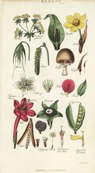 Partes de flores incluyendo pétalo, nectario, gluma, semilla, espata, bráctea, legumbre, etc., de Pantologia de John Mason Good