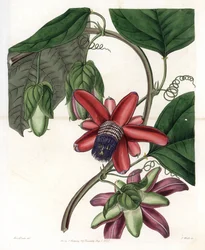 Passion Variete - Placa grabada por S.Watts, de una ilustración de Sarah Anne Drake, de la Revista Botánica de Sydenham Edwards, Inglaterra