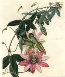 Passiflora pinnatistipula, del Botanical Register de Sydenham Edwards