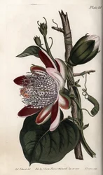 Flor de la pasión, capullo y flor