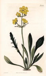 Patrinia sibirica (valeriana altaica, Valeriana ruthenica). Grabado en cobre a mano coloreado por Weddell después de una ilustración de Sydenham Edwards del Botanical Magazine de Samuel Curtis, Londres