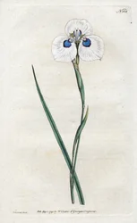 Iris pavo real - Litografía de Sydenham Edwards (1768-1819), lámina del Botanical Magazine de William Curtis (1746-1799)