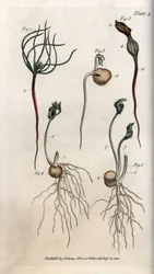 Guisantes, semillas de leguminosas en diferentes etapas de germinación. Grabado en cobre coloreado, ilustración de Sydenham Edwards (1768-1819) para Conferences of Botanical, Jardín Botánico de Lambeth (Inglaterra)
