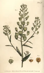 Mastuerzo, Thlaspi arvense, Siliculosa. Grabado en cobre coloreado a mano de F. Sansom de una ilustración botánica de Sydenham Edwards para las Lectures on Botany de William Curtis, como se impartieron en el Jardín Botánico de Lambeth
