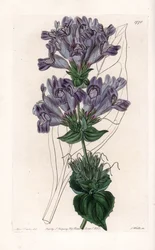 Penstemon Variete - Placa grabada por S. Watts, de una ilustración de Sarah Anne Drake, del Registro Botánico de Sydenham Edwards, Inglaterra