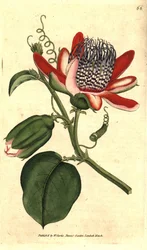 Passiflora alata, del Botanical Magazine de William Curtis