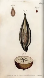 Pericarpio de hierba de periquito y sección del fruto del manzano, del Botanical Magazine de William Curtis