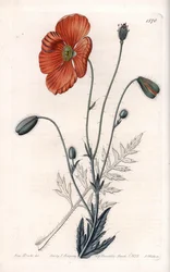 Amapola persa variedad