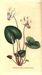 Ciclamen persa, Cyclamen persicum