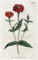 Zinnia peruana o bresine - Litografía de Sydenham Edwards, del Botanical Magazine de William Curtis