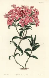 Phlox de la Carolina o Jaume Saint Hilaire - Phlox peludo de Fraser, Phlox amoena. Grabado en cobre coloreado a mano por F. Sansom Jr. después de una ilustración de Sydenham Edwards del Botanical Magazine de William Curtis, T. Curtis, Londres