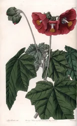 Phymosia variete, flores rojas, nativa de México