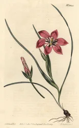 Romulea flava - Froetang rosa (Trichonema pudicum). Grabado en cobre coloreado por F. Sansom Jr. de una ilustración de Sydenham Edwards del Botanical Magazine de William Curtis, Londres