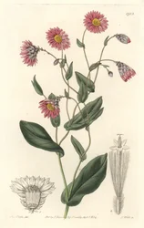 Rhodanthe rosa, nativa de Australia - Placa grabada por S. Watts de una ilustración de Sarah Anne Drake, del Registro Botánico