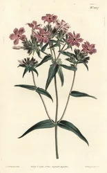 Phlox pilosa. Grabado en cobre coloreado a mano por F. Sansom Jr. después de una ilustración de Sydenham Edwards de la Revista Botánica de William Curtis, T. Curtis, Londres