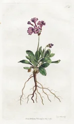 Primevere marginee - Litografía de Sydenham Edwards (1768-1819), placa del Botanical Magazine de William Curtis (1746-1799)