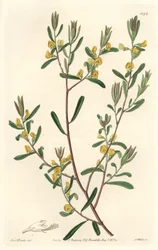 Pultanea flexilis, nativa de Australia - Placa grabada por S. Watts de una ilustración de Sarah Anne Drake, del Registro Botánico