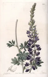 Lupino púrpura - Grabado por S.Watts, de una ilustración de Sarah Anne Drake, de la Revista Botánica de Sydenham Edwards, Inglaterra